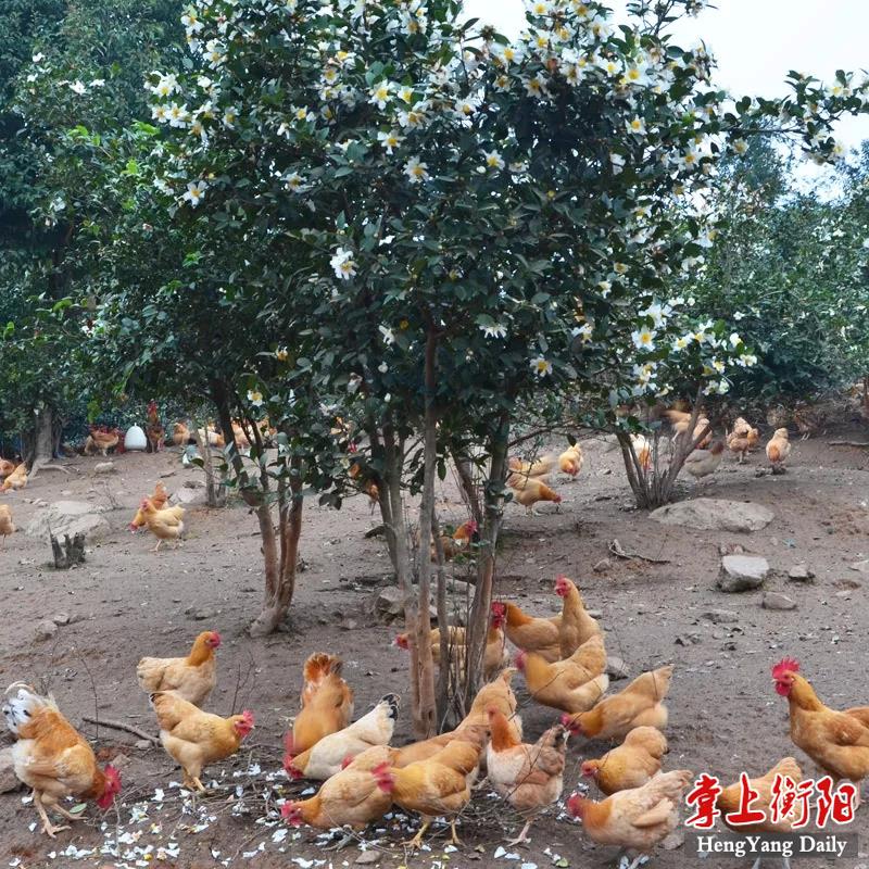 始自汉代,明,清两代曾被皇家列为"贡品鸡",由衡州府定期向朝廷进贡