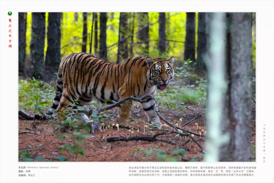 中国特级保护动物11种图片