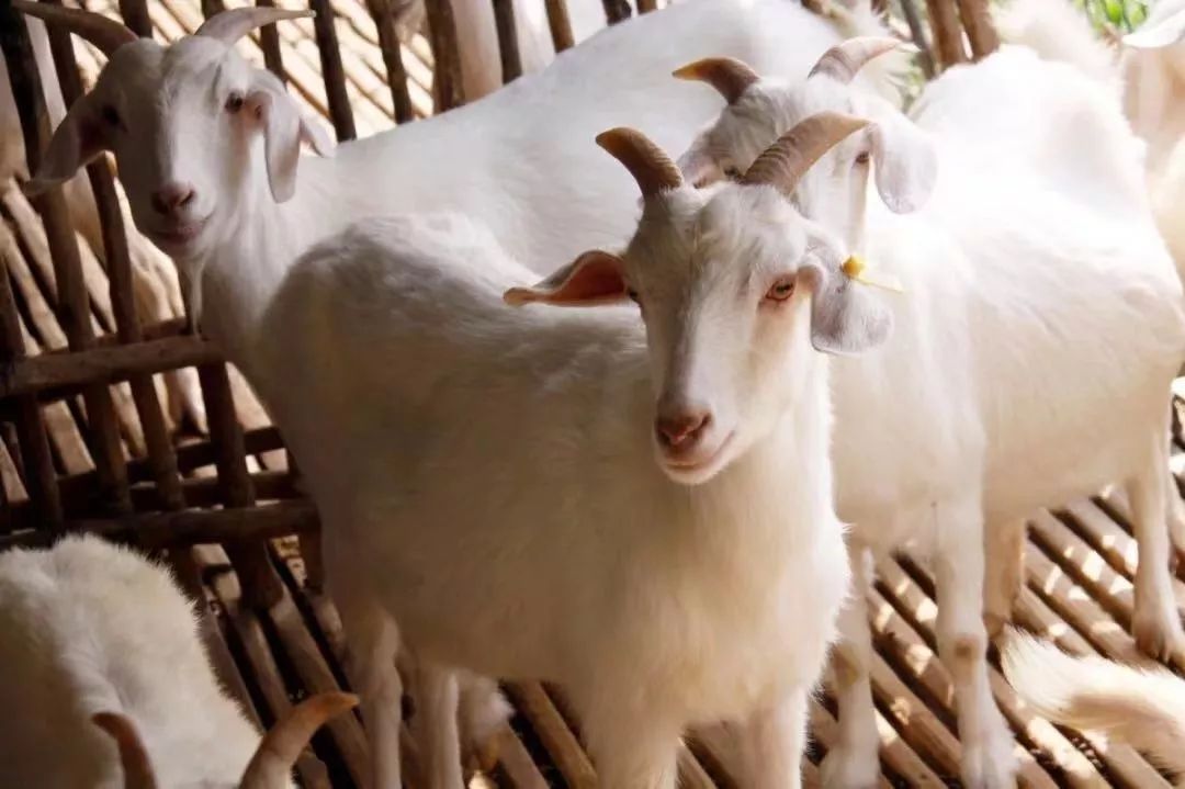 崇明白山羊入选特色养殖产品目录