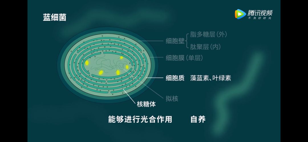 基本结构 ● 基本大小 蓝细菌形成因素 引起原因 是淡水水体污染