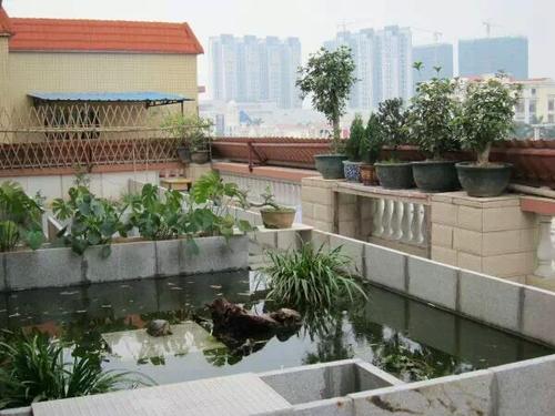 天台楼顶养龟的原来那么多好处,真羡慕!