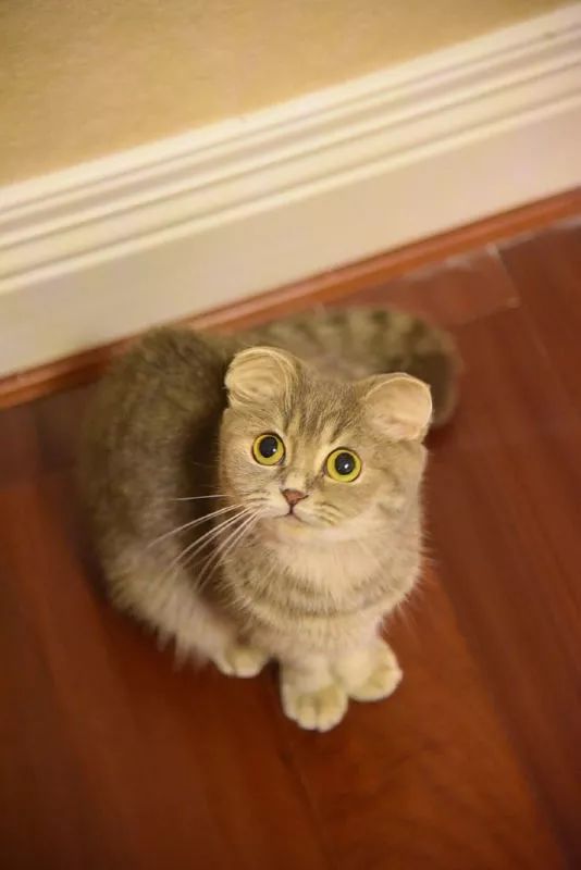 猫竟长成了米老鼠那样圆圆的耳朵,看起来有些怪怪的!网友:太丑了!