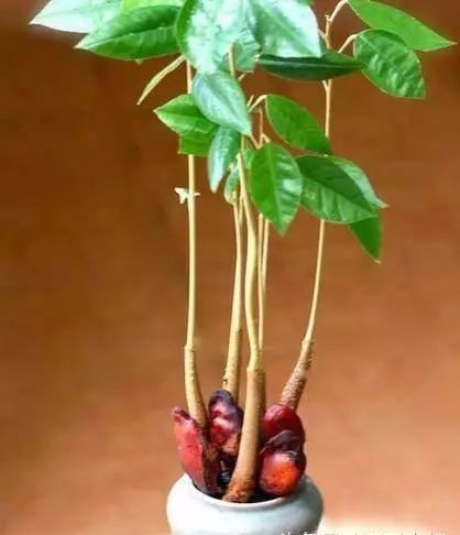 随便吃剩的榴莲核扔在水里一个月后竟长成美丽盆栽