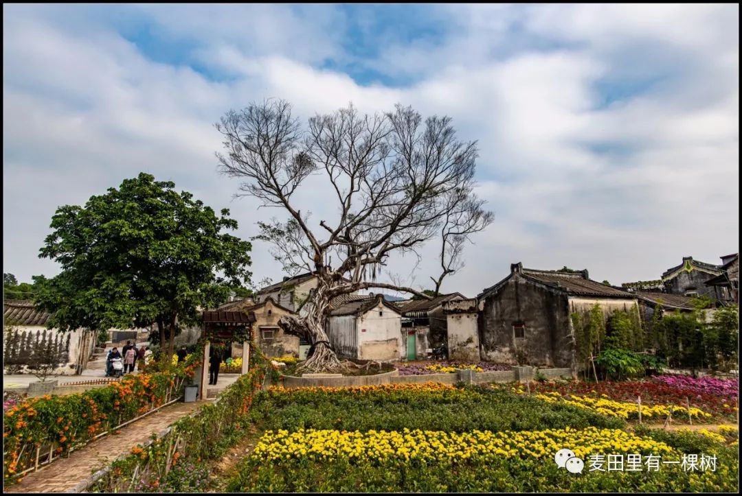 菊池村新景点图片