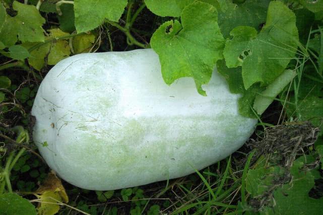 原创东西南瓜都有为什么没有北瓜北瓜到底存在吗