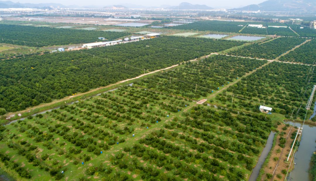 "五位一体"打造中国陈皮之都