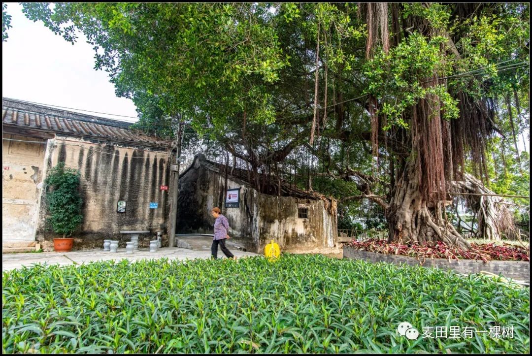 菊池村新景点图片