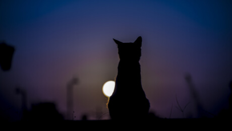 猫在夜间猫叫可能与它们在夜晚某个时间段比较活跃有关.