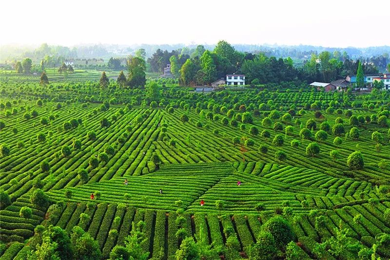 红草坪草莓音乐节就要开始了,万份礼品等您领!