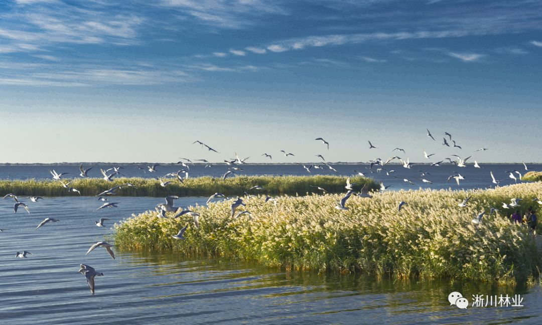 淅川再添国字号名片丹阳湖国家湿地公园正式通过验收