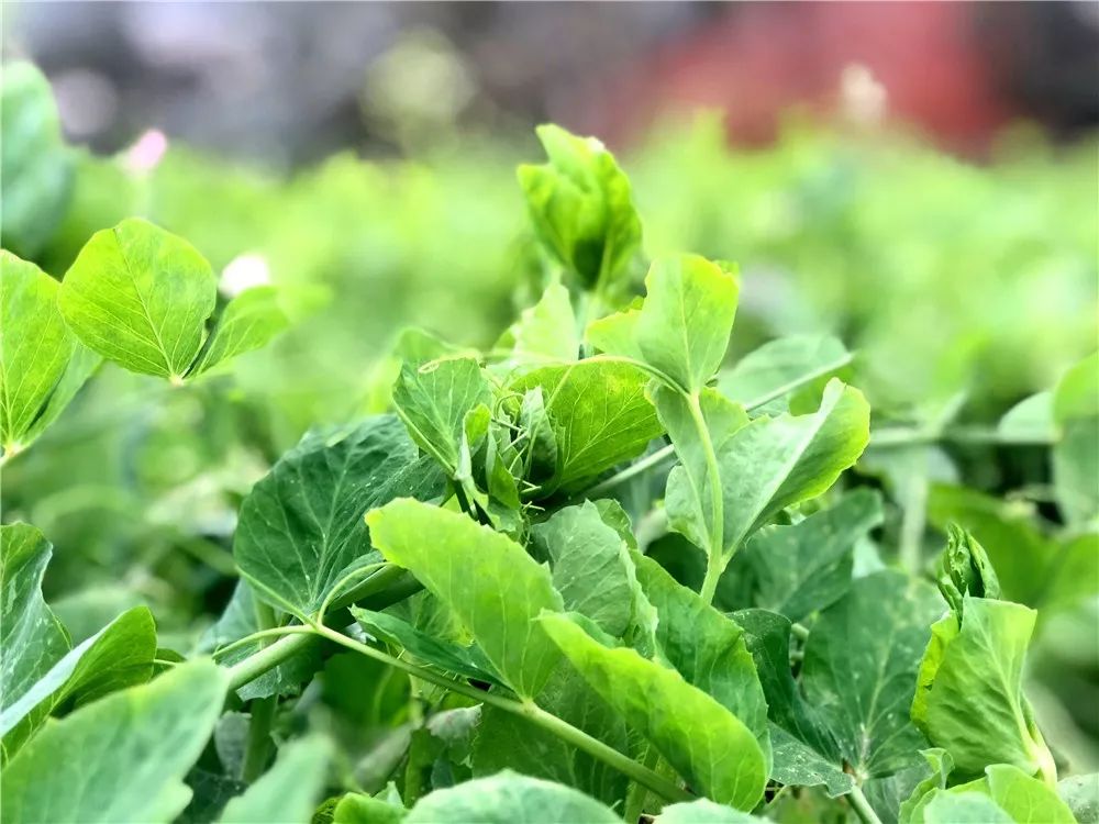 豌豆儿颠代表着家乡特有的味道,代表着一家人围着餐桌的温情,代表着