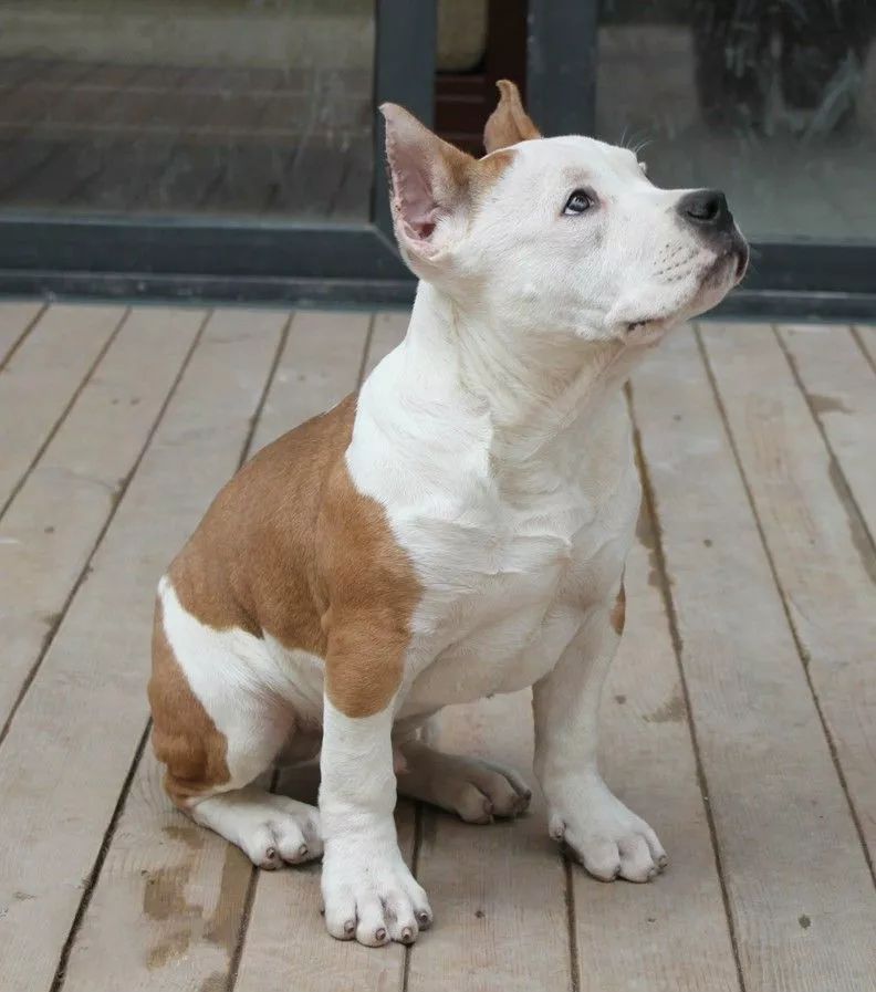 市场监管局还管禁养烈性犬名单_terrier