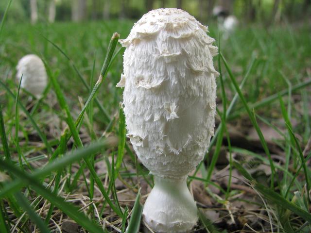 鸡腿菇栽培最怕出现鸡爪菌一步到位防治鸡爪菌的实用方法分享