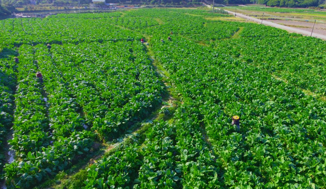 视觉增城|腊月相约 品菜心