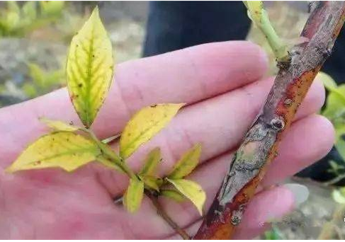 蓝莓枝枯病溃疡病的病状表现以及如何有效的防治