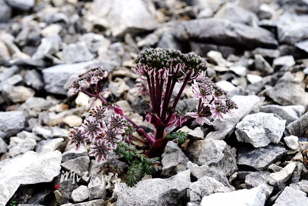 2019青藏高原科考-巴拉格宗篇(二)_植物