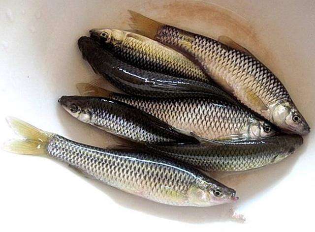 鱼类的品种不同生活的水域不同,闹窝方式相差很大,有些鱼类是全水域闹