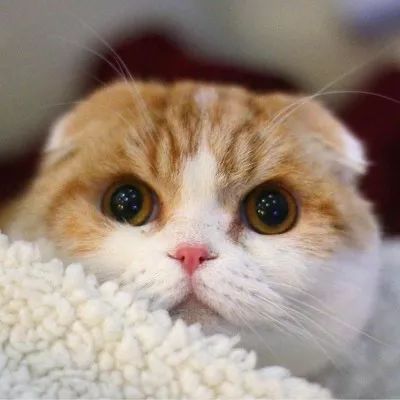 一组阔耐肥嘟嘟的橘猫头像