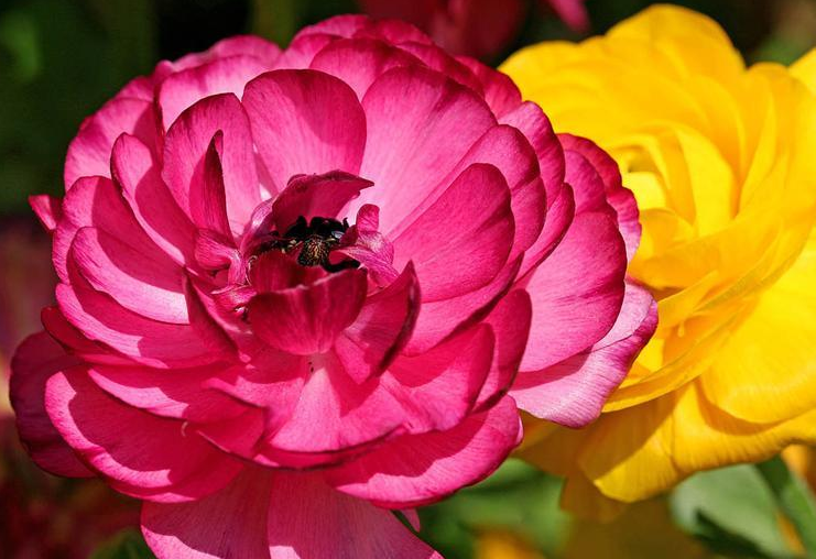 陆莲花的养殖方法及管理要点