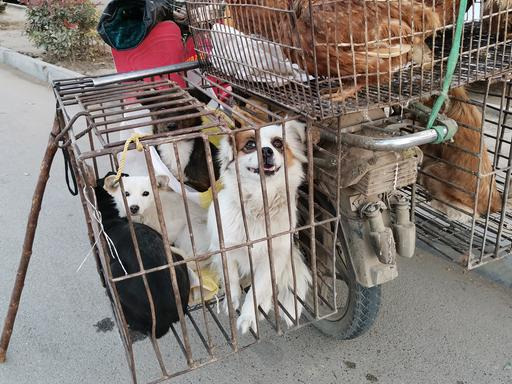 摩托車的話,一般就是在後面綁兩個鐵籠子,一邊放兔子和雞,一邊放狗.