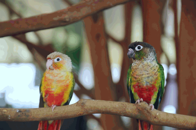草泥马,鸵鸟,土拨鼠,矮马······更有上千只各色鹦鹉一定让你大