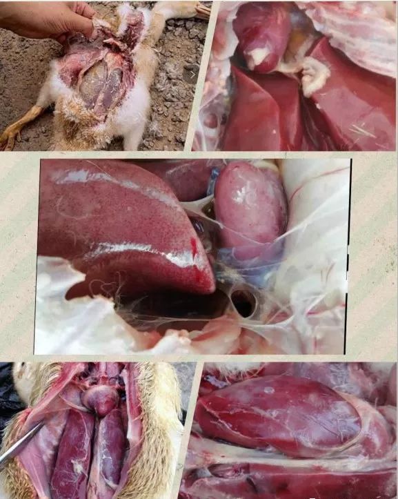 肉鸭发生浆膜炎多以急性过程表现,特征性病变是黄颜色的干酪渗出物包