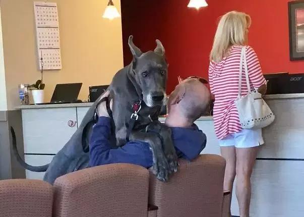 当狗打针的时候,爆笑表情包笑死人!