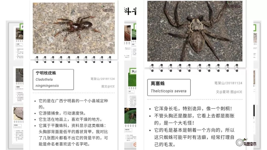 比如,大家看右边这只离塞蛛,这位孩子是这么写的:这只蜘蛛浑身长满了