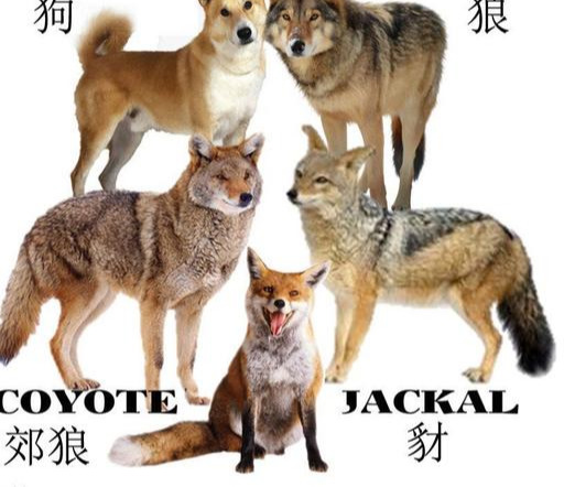 猫科和犬科两大高手的终极大比拼!