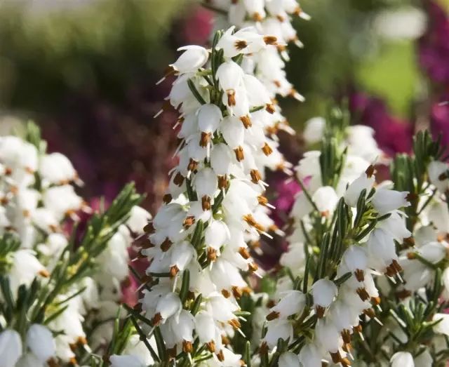 12月29日摩羯星座花白色石南冬樱