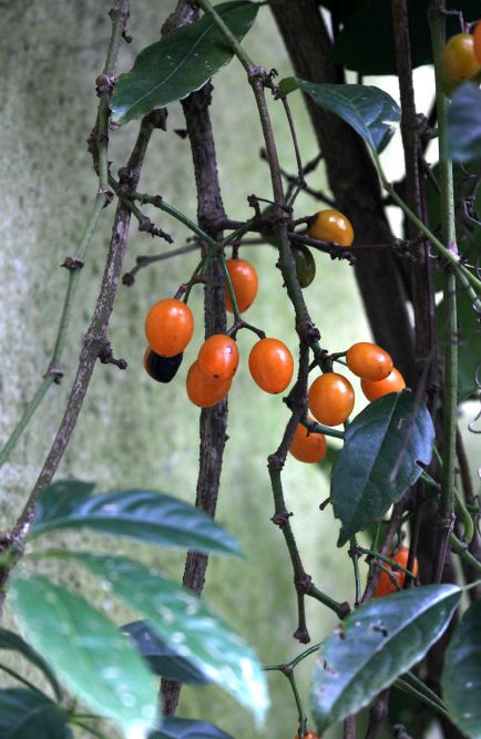 穿行在雨林中可以看到很多扁担藤,果实大多沉甸甸的垂着靠近地.