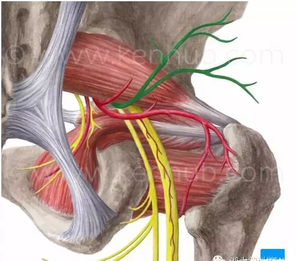 坐骨神经解剖位置图图片