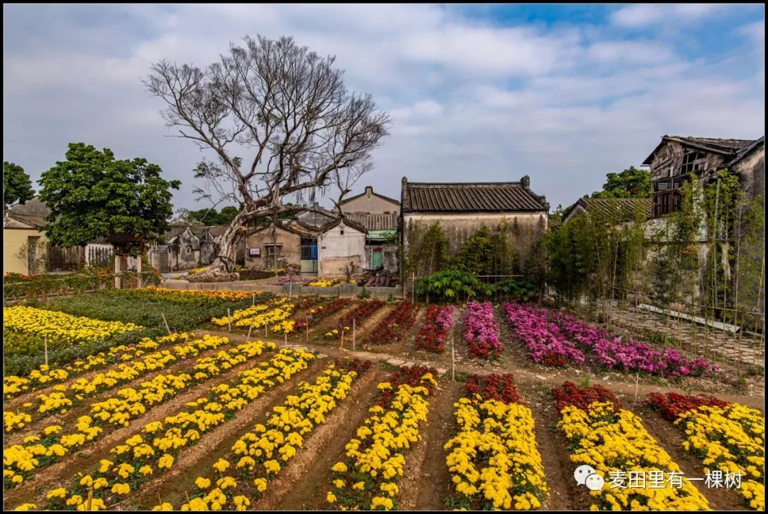 菊池村新景点图片