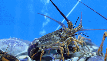 353_200gif 动态图 动图