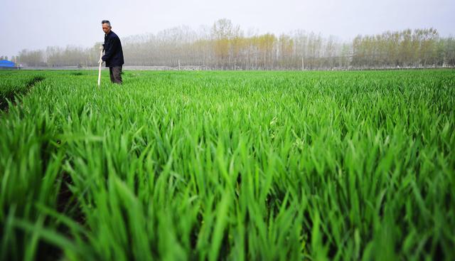 什么时候不能喷芸苔素使用注意事项浓度 宜用