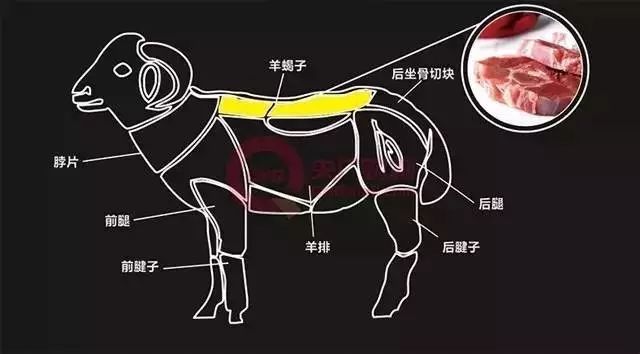 羊蝎子其实是俗称,指的是羊身上口感极为鲜美的龙骨部位,也就是脊椎骨