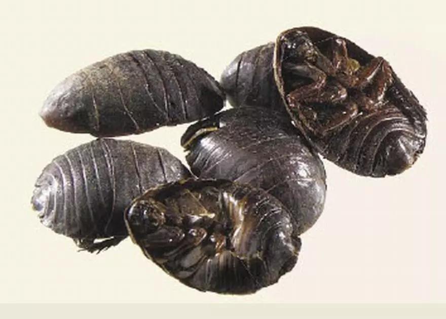 蟅虫"明年亲作建康吏,四月挽船江上矶.