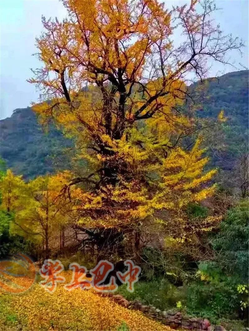 晒"家底"!巴中6915株古树名木将换新版"身份证"