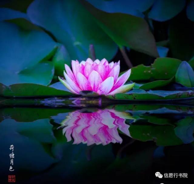 花开不喜花落不悲