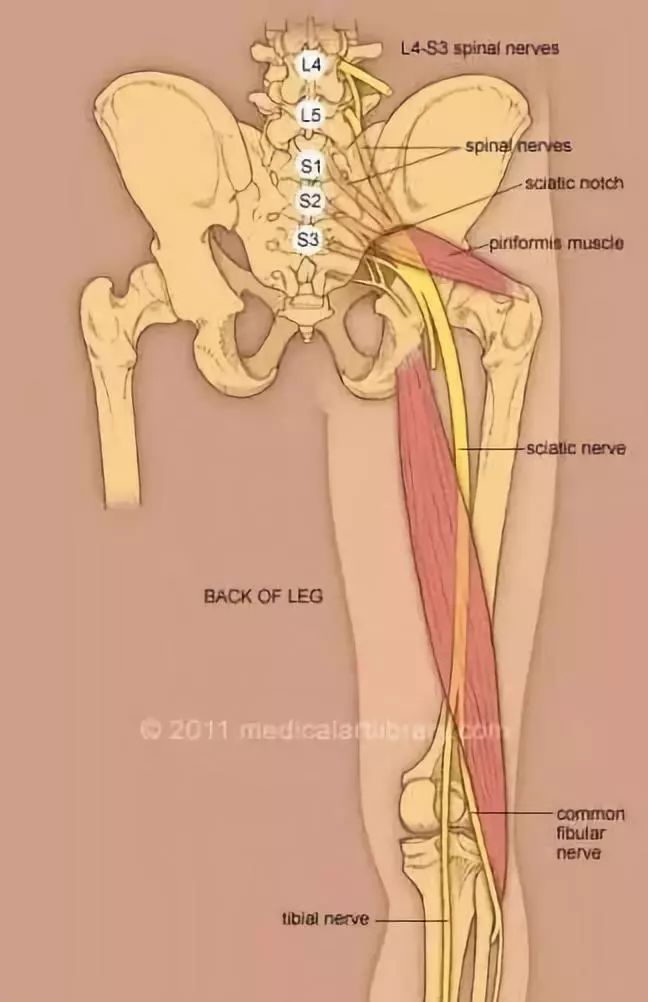 坐骨神经定位图片