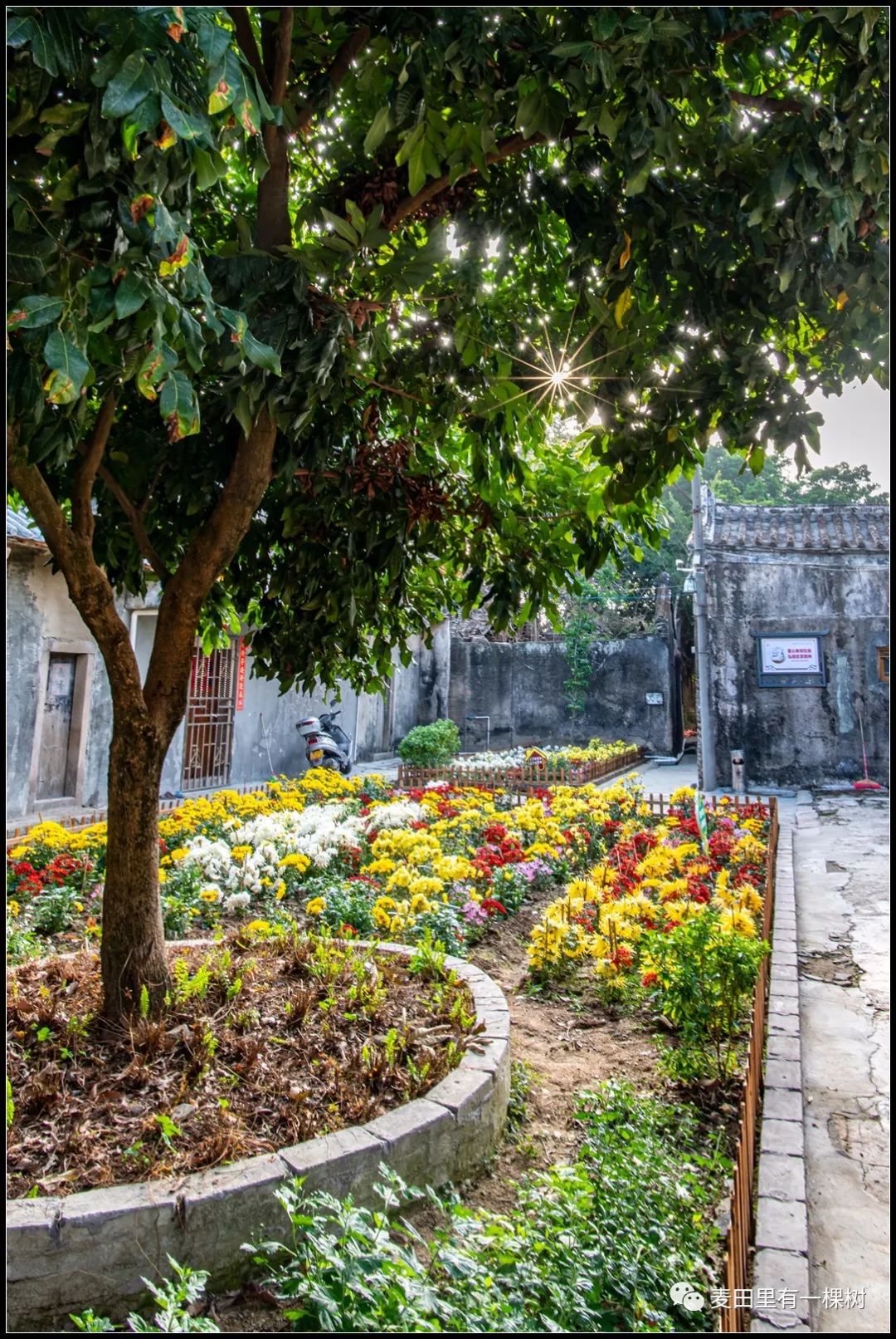 澄海有座千年菊池村满村皆是菊花海