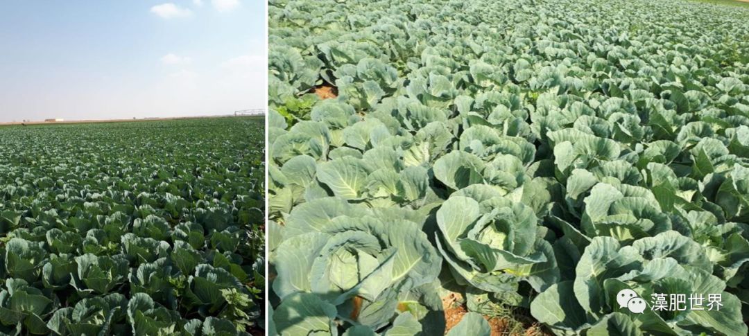 藻润万稼雷力海聚收在沙特对作物品质改良和抗逆的功效下篇