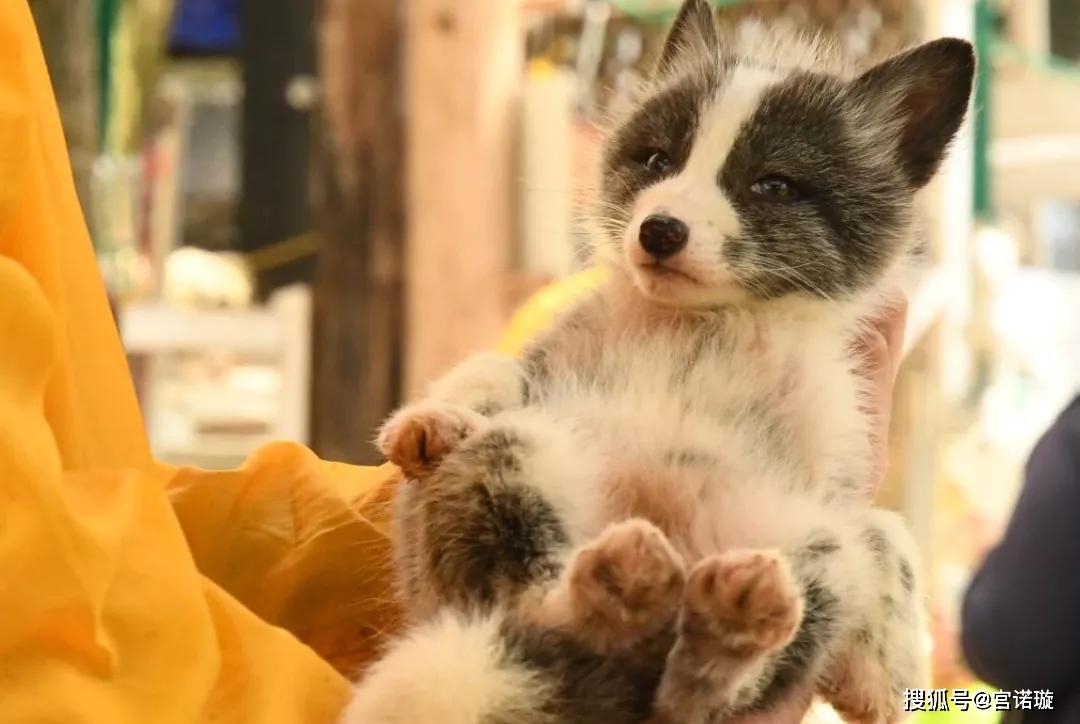 快来日本藏王狐狸村,和小狐狸们约会叭