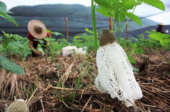 米粉△山魔芋晶△茶籽油△寧化薏米主持人現場參與互動明星助陣董世謙