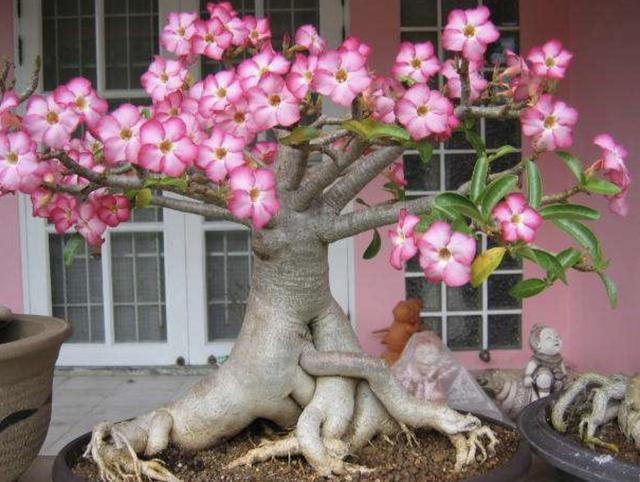 2种 花树 高档 一年四季有 大块根 元旦前可以养 像盆景 养护