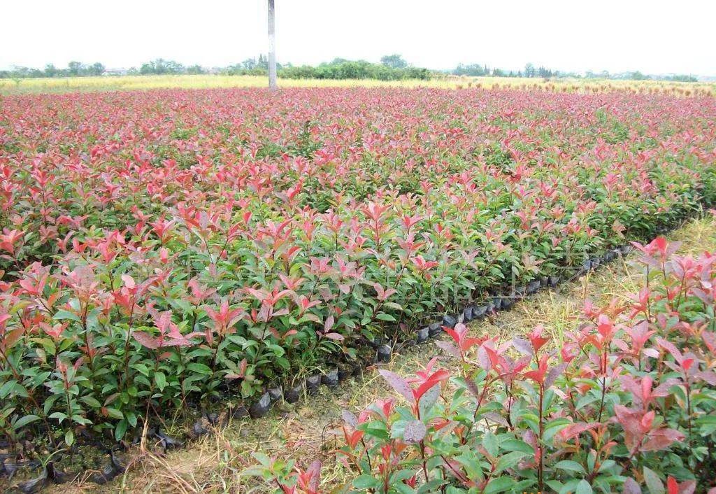 图为红叶石楠苗