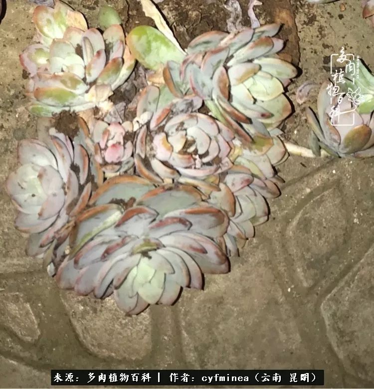 超强多肉对比图有一种蜕变叫脱胎换骨