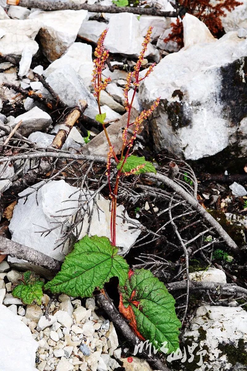 adenophorus少數幾種草本的懸鉤子開萼鼠