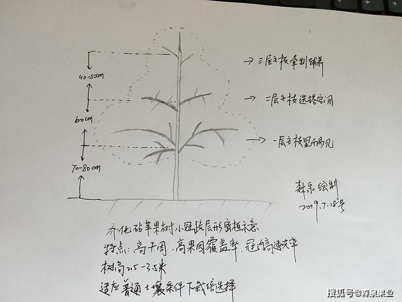 苹果树生长过程图解图片