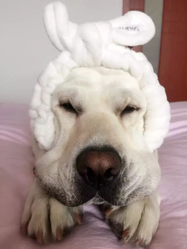 拉布拉多的大狗脸真好玩